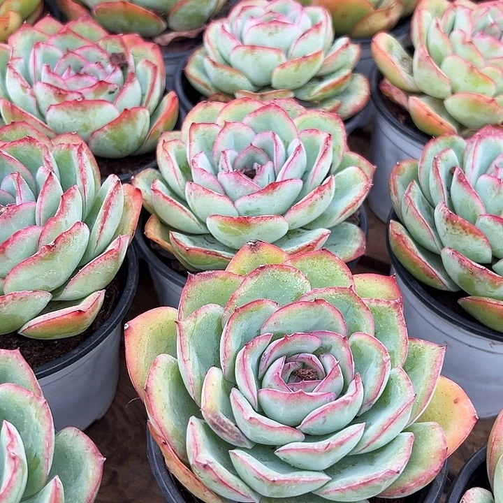 柠檬晨露    福利多多