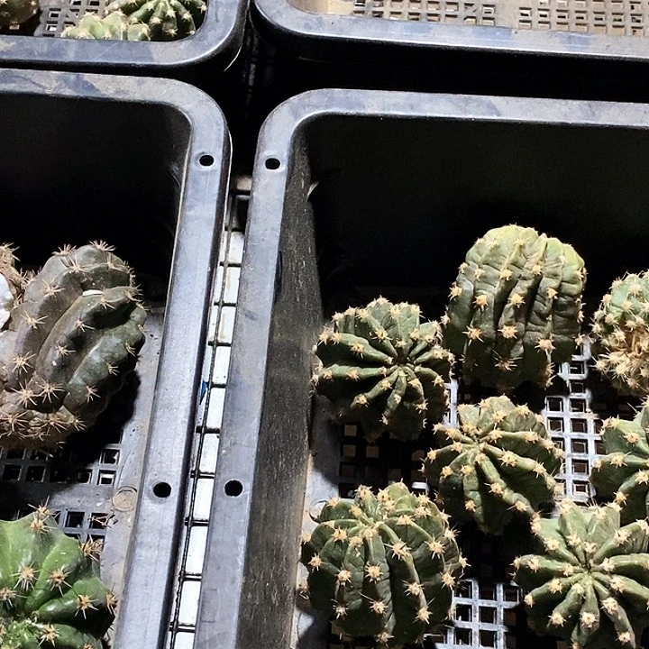 小*魔羽 水花 各一个/侧芽歪20包邮/