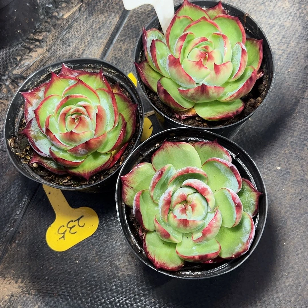 海***楼小惊鸿仙子7公分左右三颗2126号