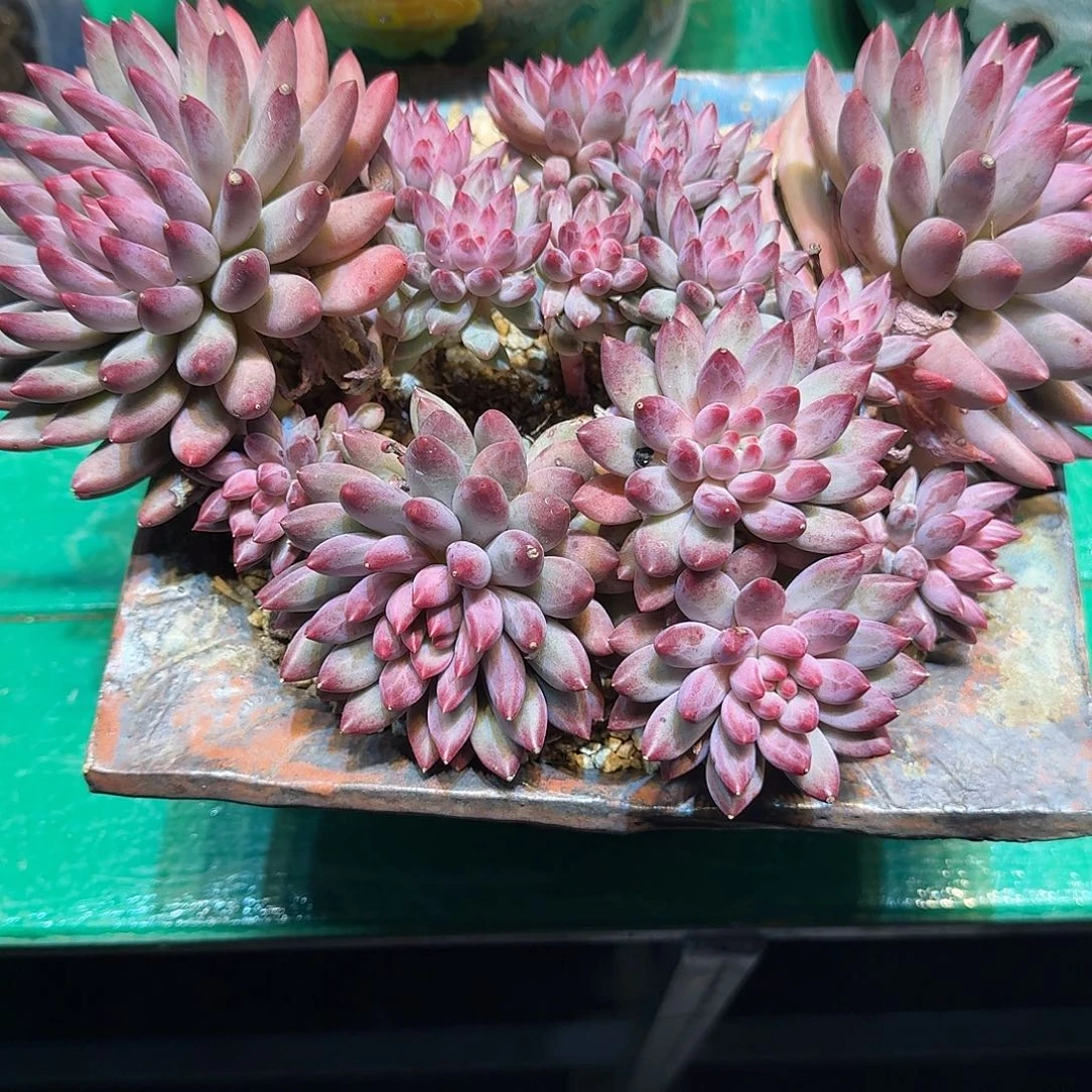 多肉植物多肉植物