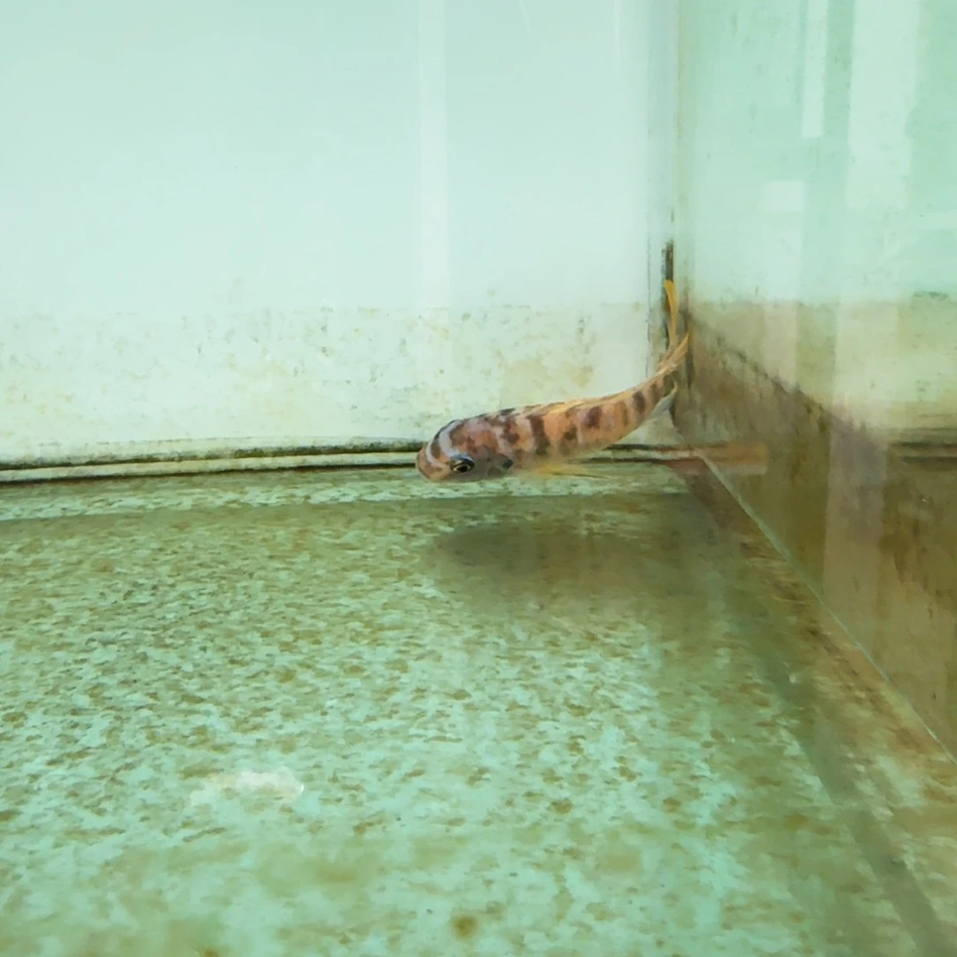 慈鲷果酱猫1126。