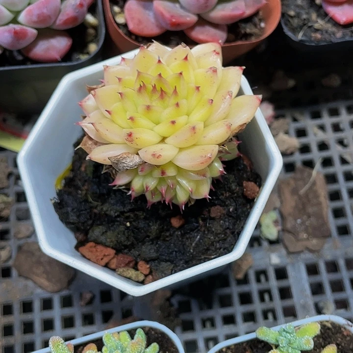 八角盆黄金麦秆带盆