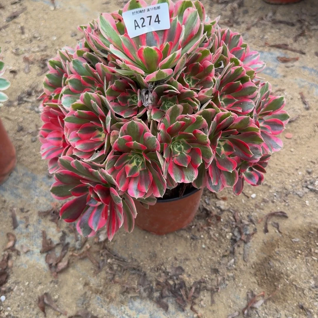 274妖月。多肉植物