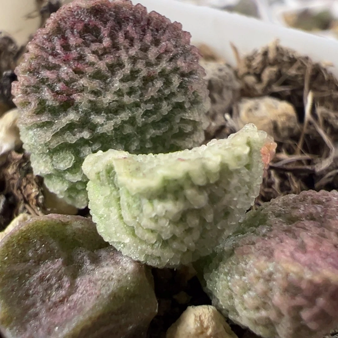 福利款实生新品多肉植物水泡