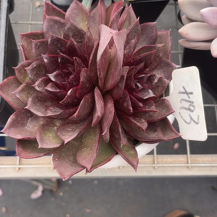 两单包邮，一物一拍193红玫瑰