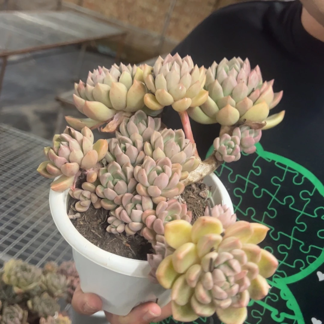 油漆桶多头群生，180杯