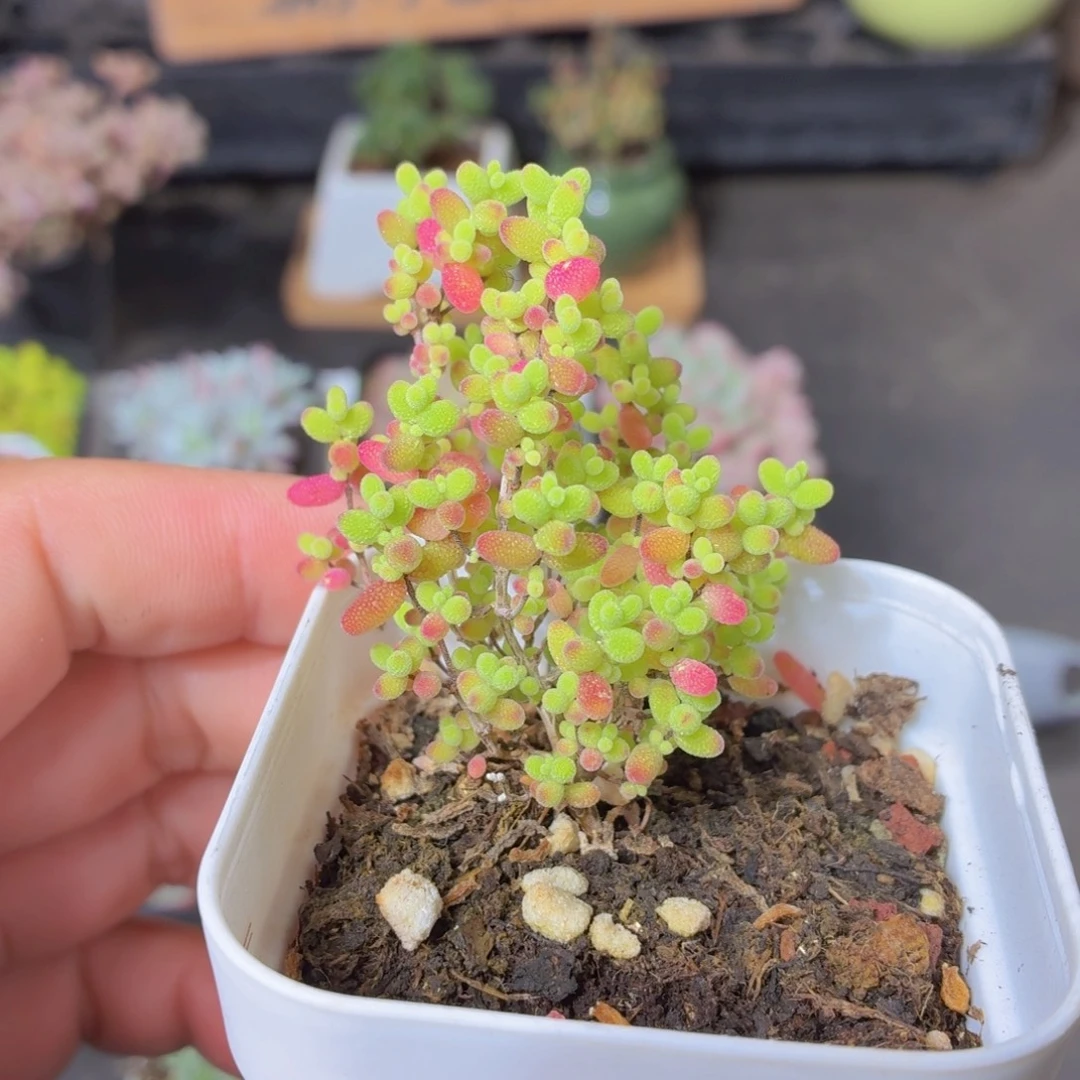 金桔糖球多肉9.9包邮发货