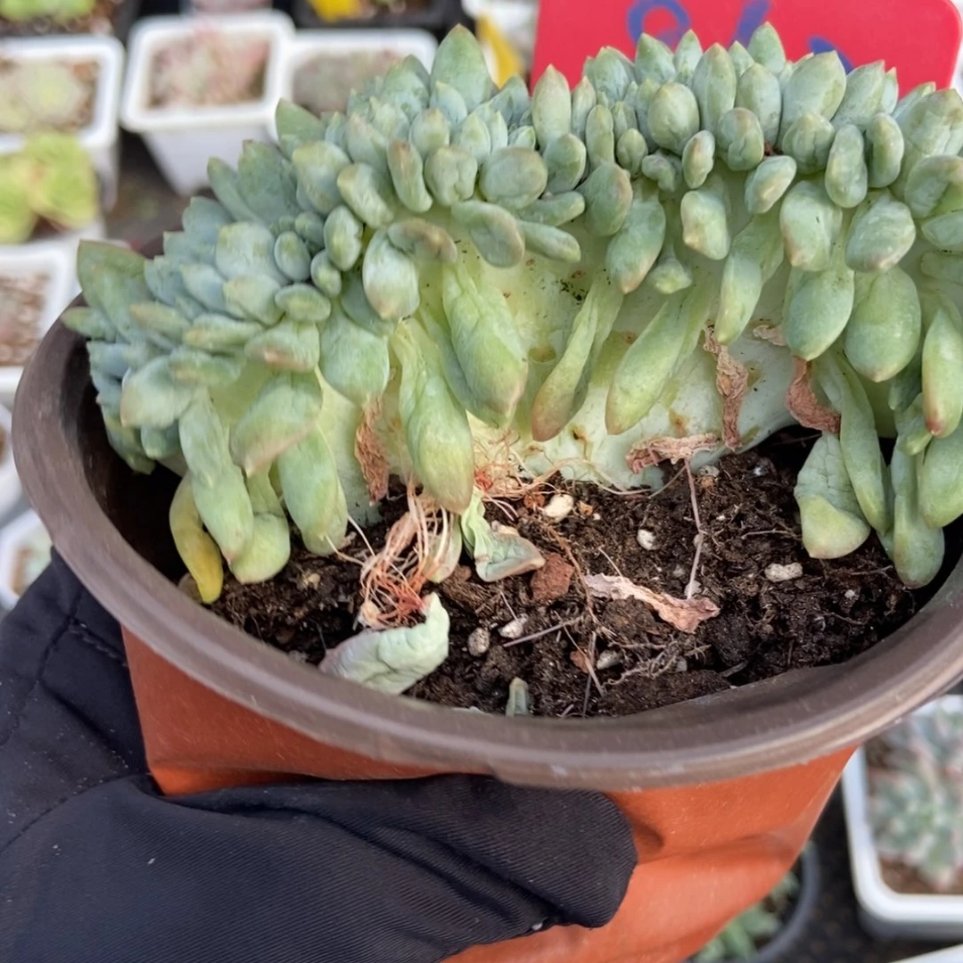 862奶糖缀多肉植物