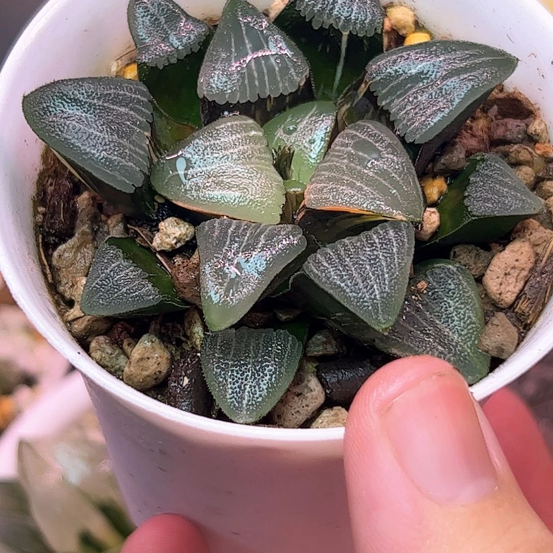 和田克锦十二卷多肉植物