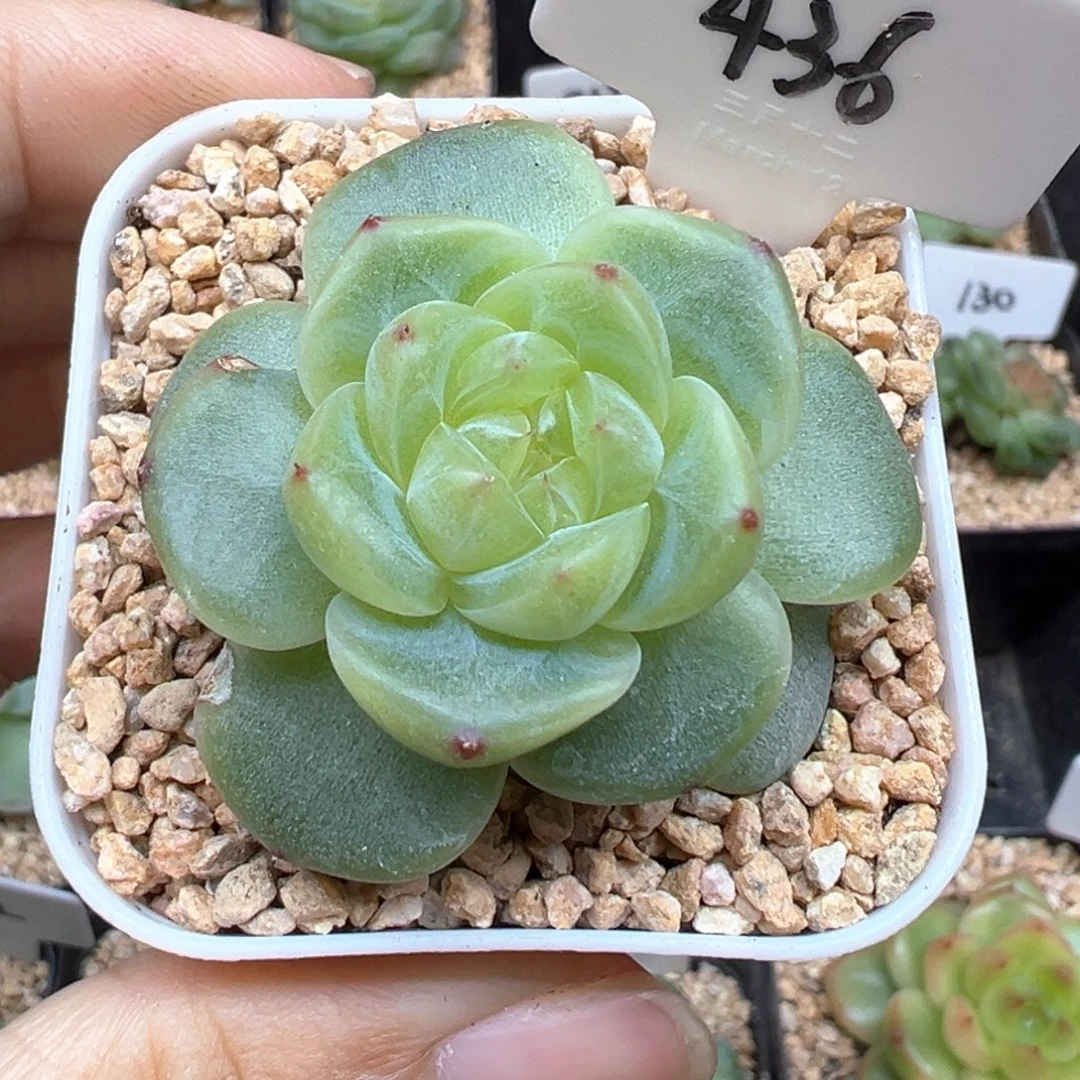 436号甜心628小叶伤