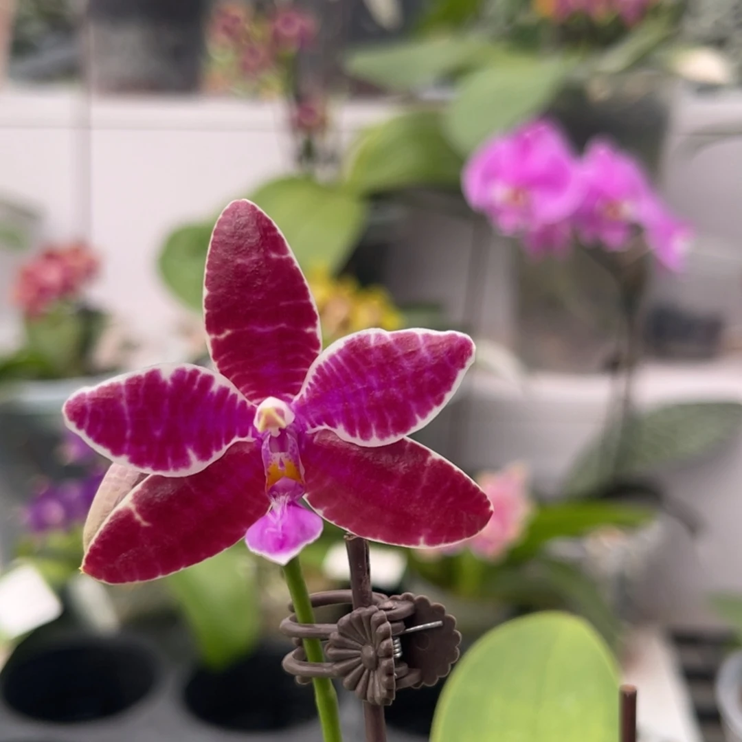 完全开放1366 5寸新出根 22KR红路德 一物一拍