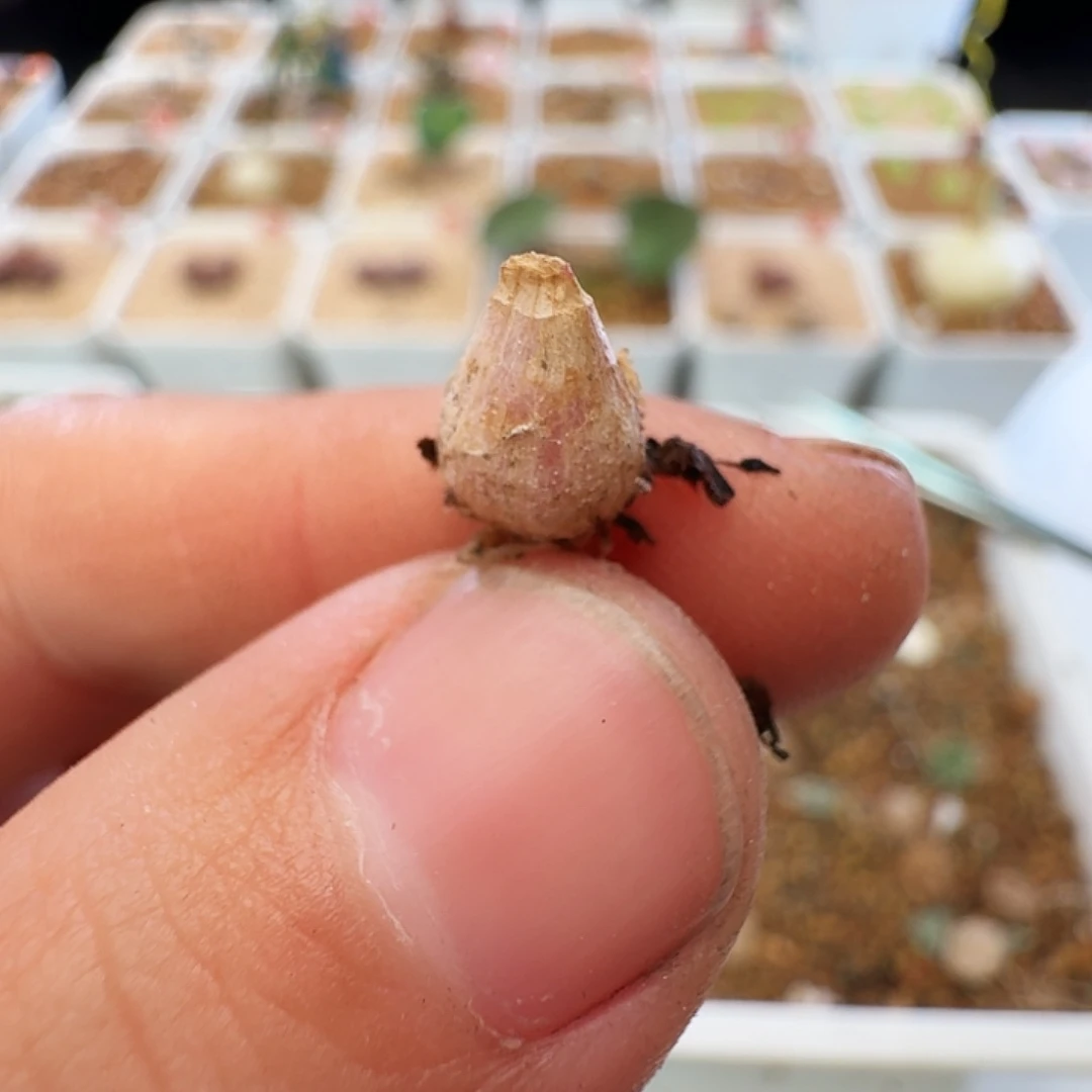 是***啦多肉植物福利块根328