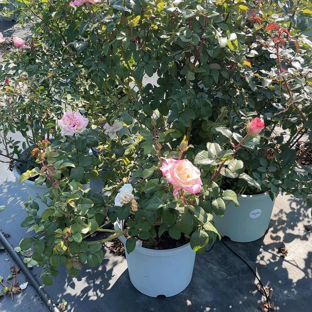 保***面戴维3加仑根接苗子