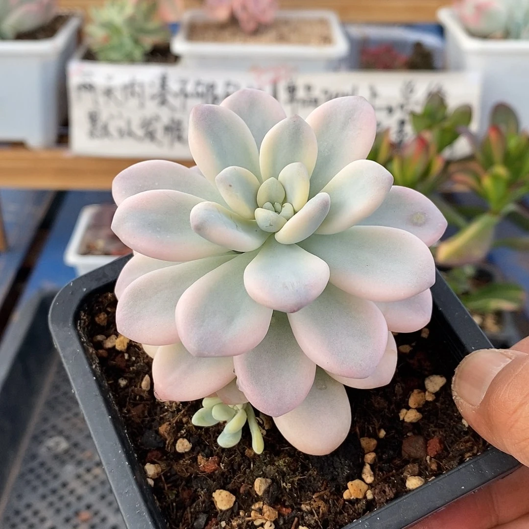 1232 洛神锦多肉