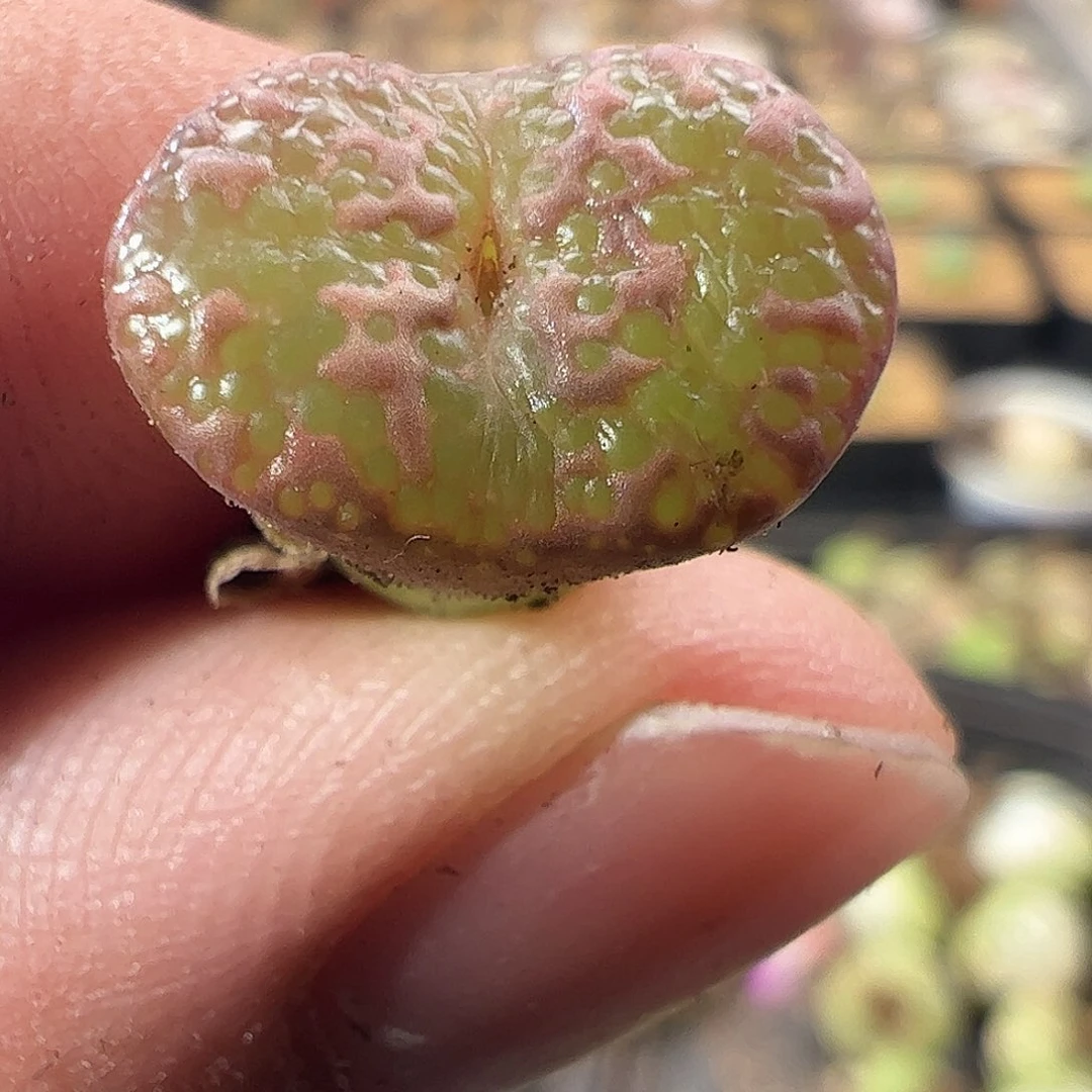 一物一拍。 泡泡勋章杂交718