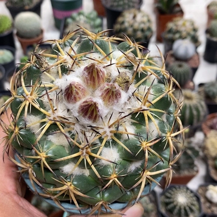 实生天丝象牙大特价