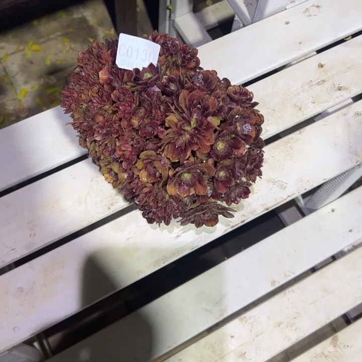 光***狂130万圣节缀化多肉植物