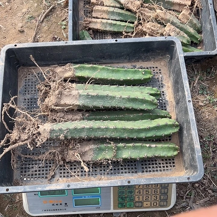 D145号带根袖蒲一公斤六根粗长带小疤