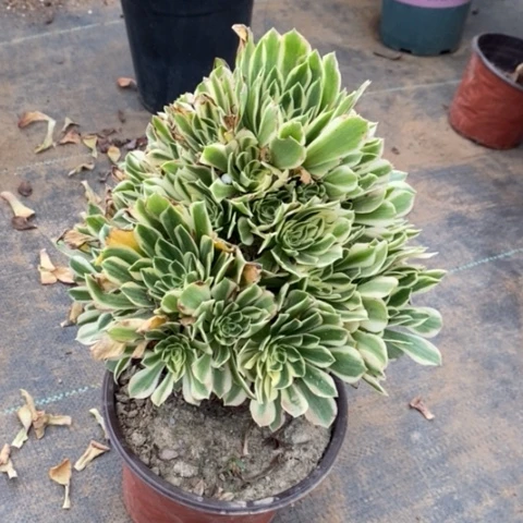 艳宁多肉植物030