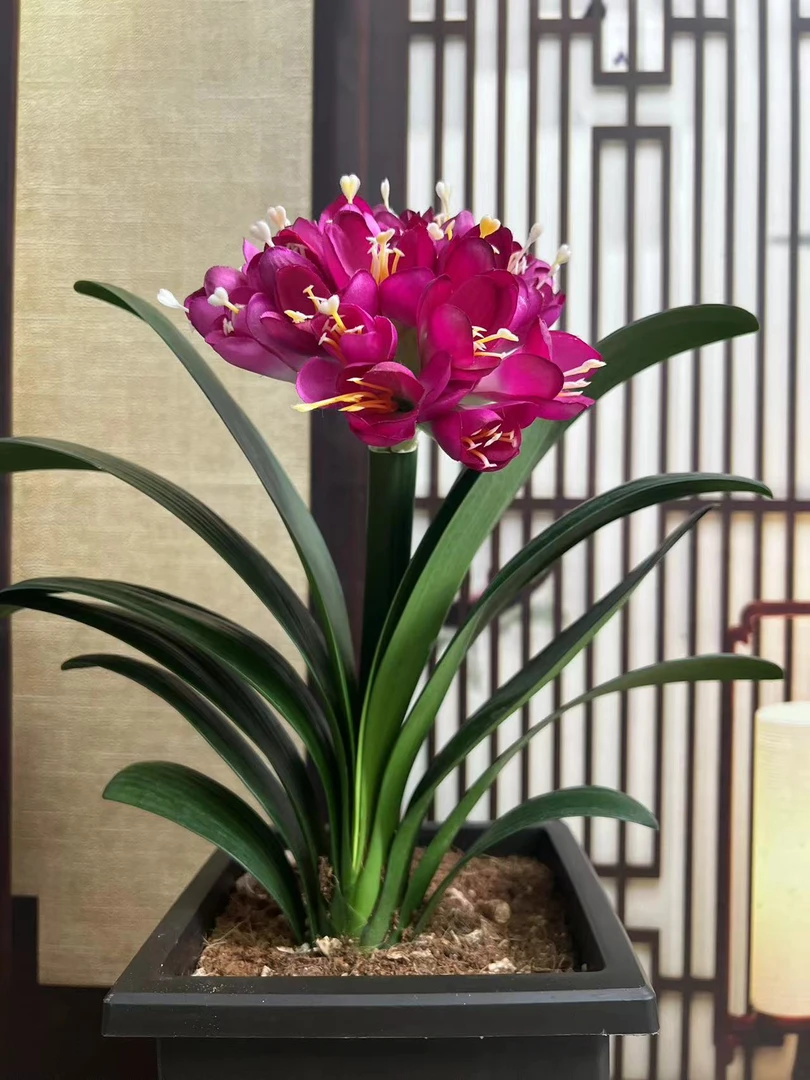 [贵妃紫]紫色异花君子兰   客厅阳台书房 高端绿植