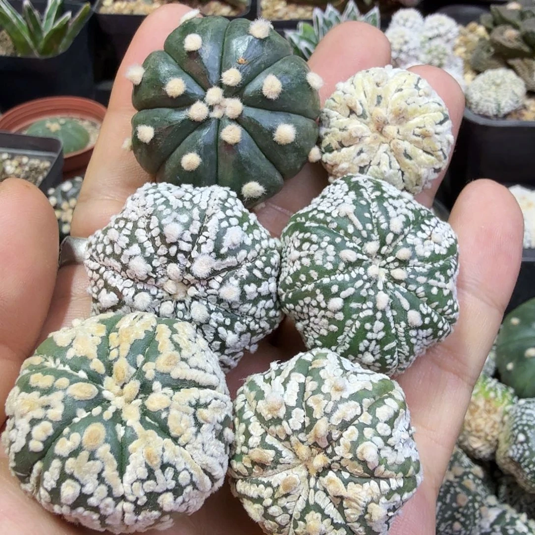 一代兜兜侧芽多肉植物