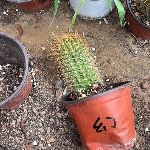 金妞蝶舞随机发20一颗