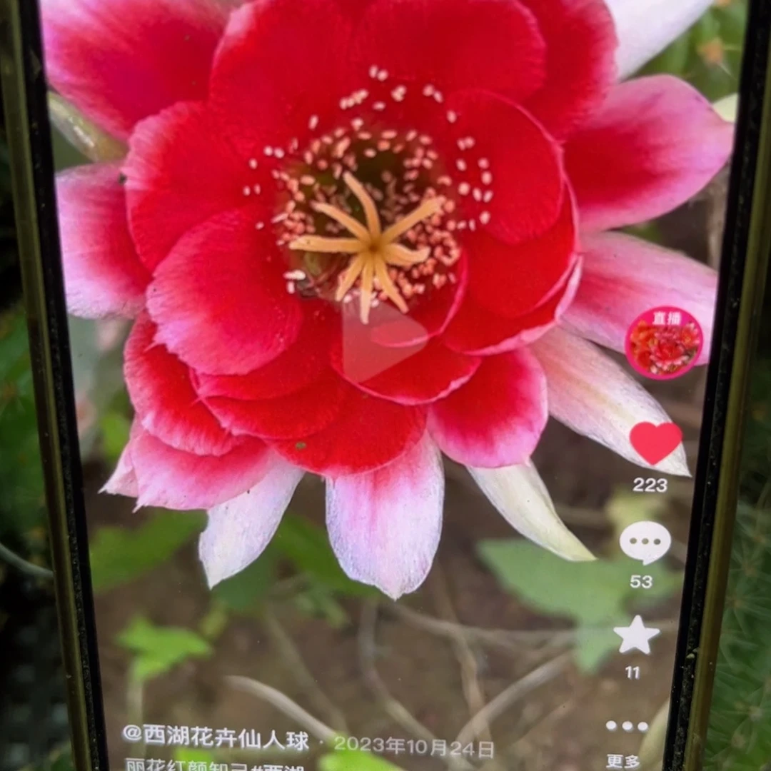 红颜知己丽侧呀20包邮仙人球29