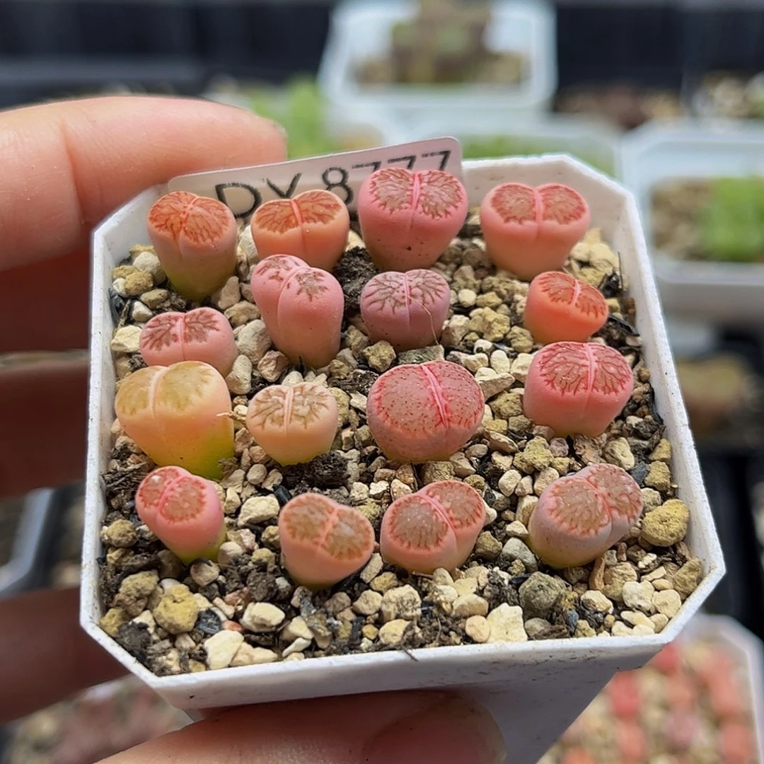 一物一拍红窗菊锦8777
