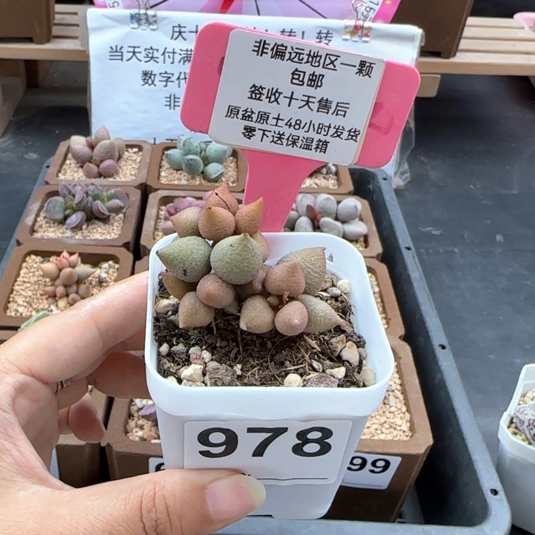 978小辣椒微瑕多肉植物