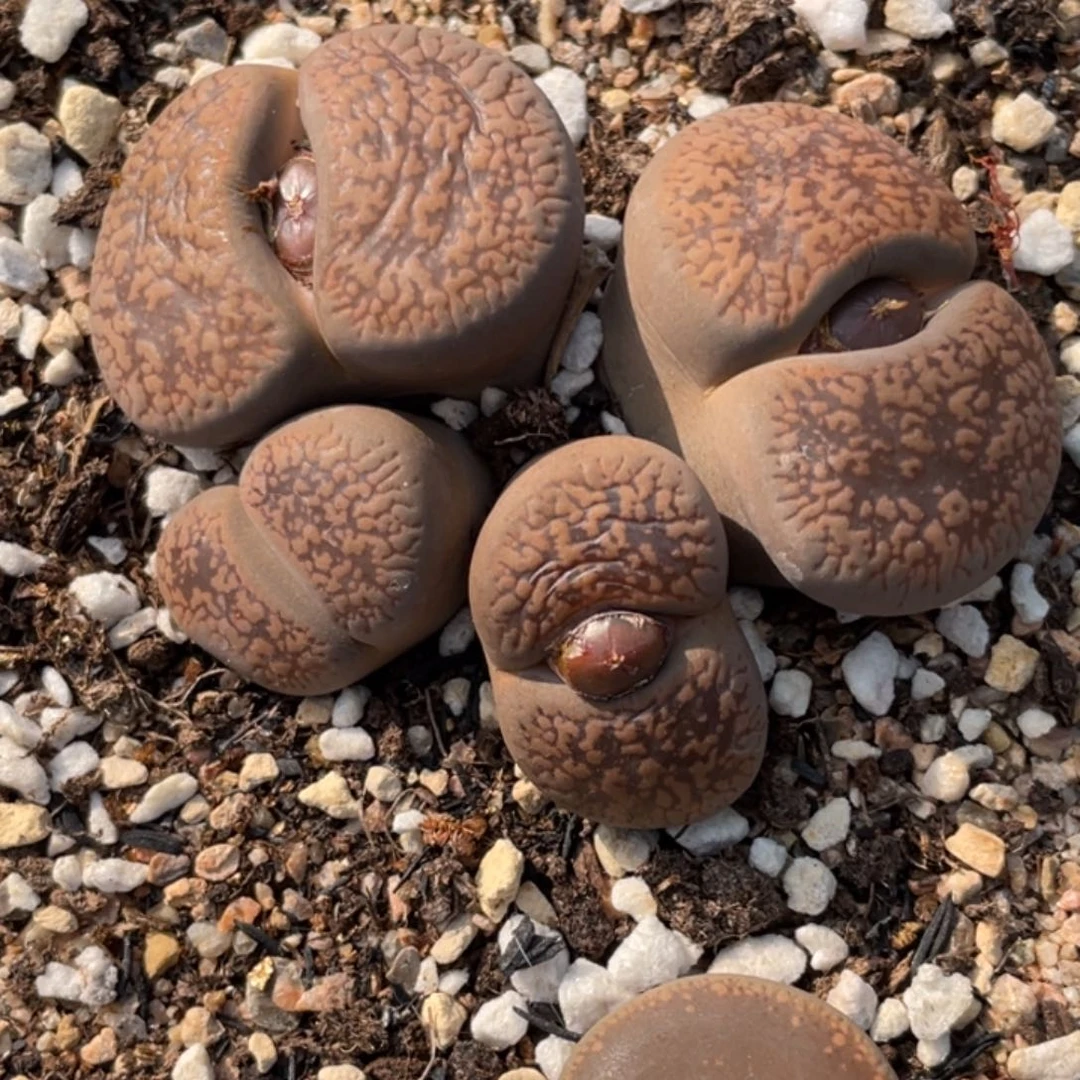 满20包邮非偏远342