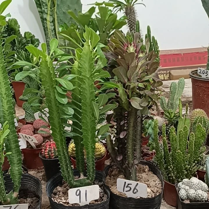 无花朵青龙骨  紫龙骨