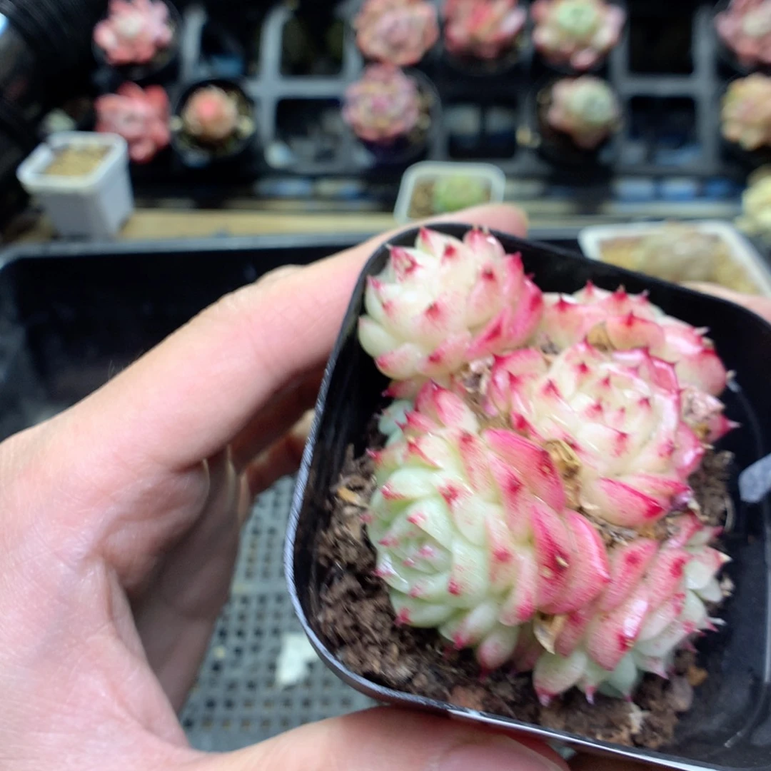 T126y y y y y y t