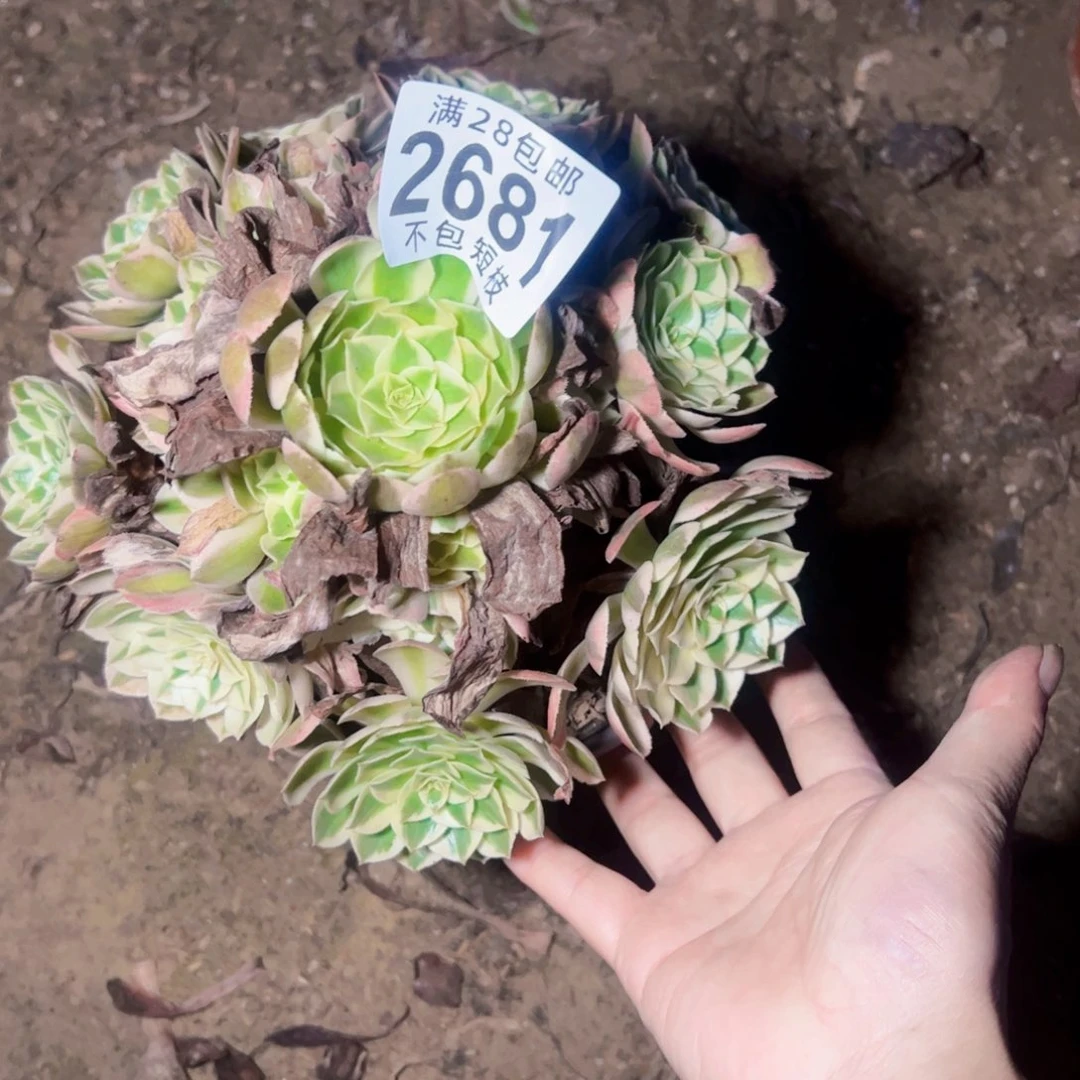 瑶光多肉植物2681法师