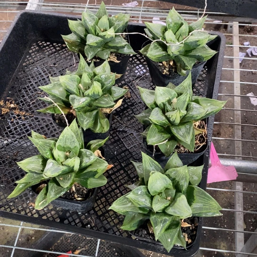 一颗超级大裹般若 新年福利