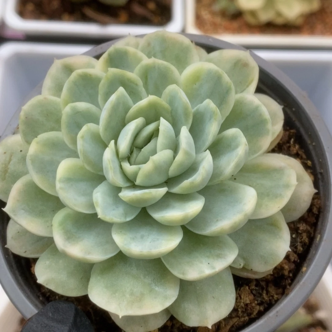 619贝瑞锦锦锦锦锦锦