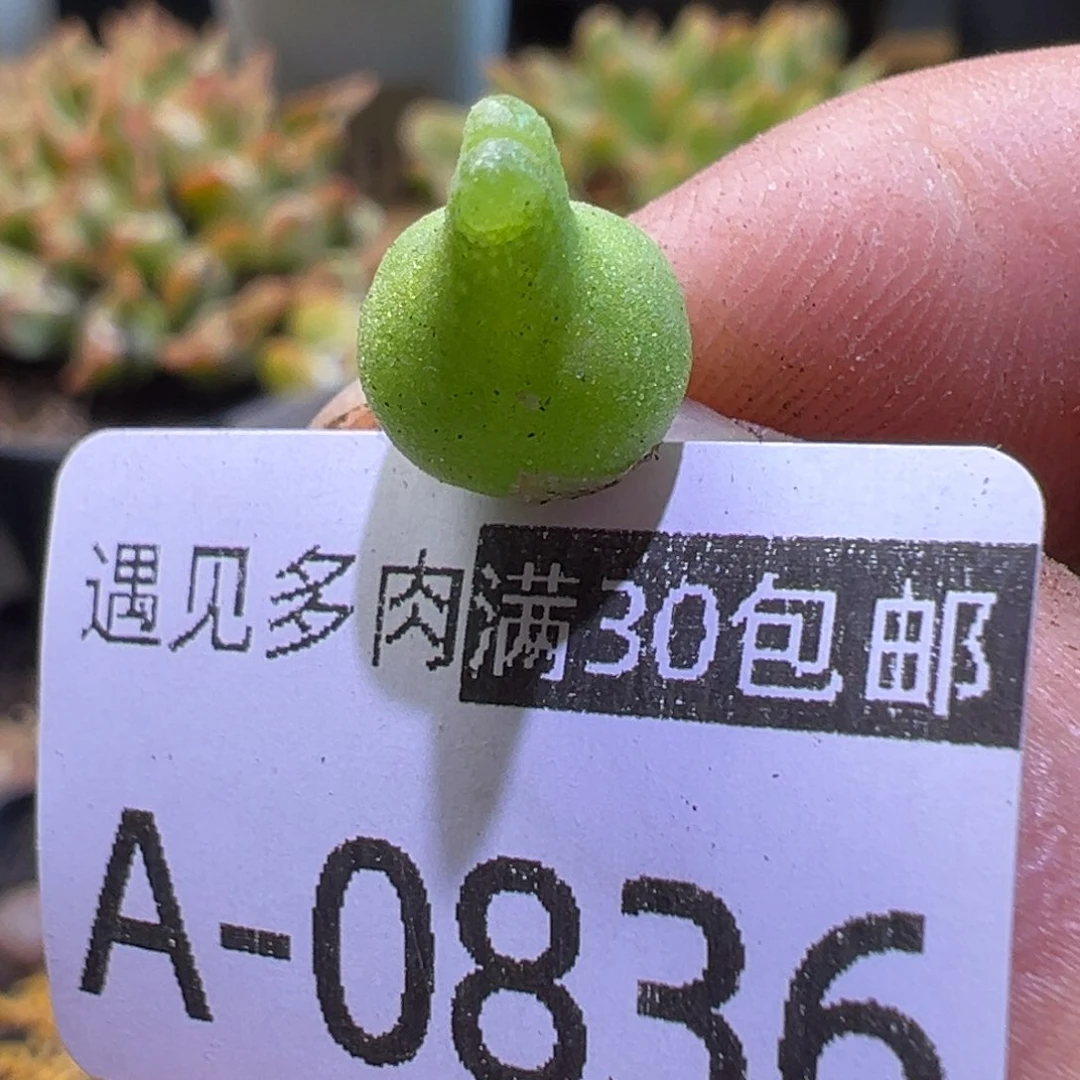 多肉植物111111111111111