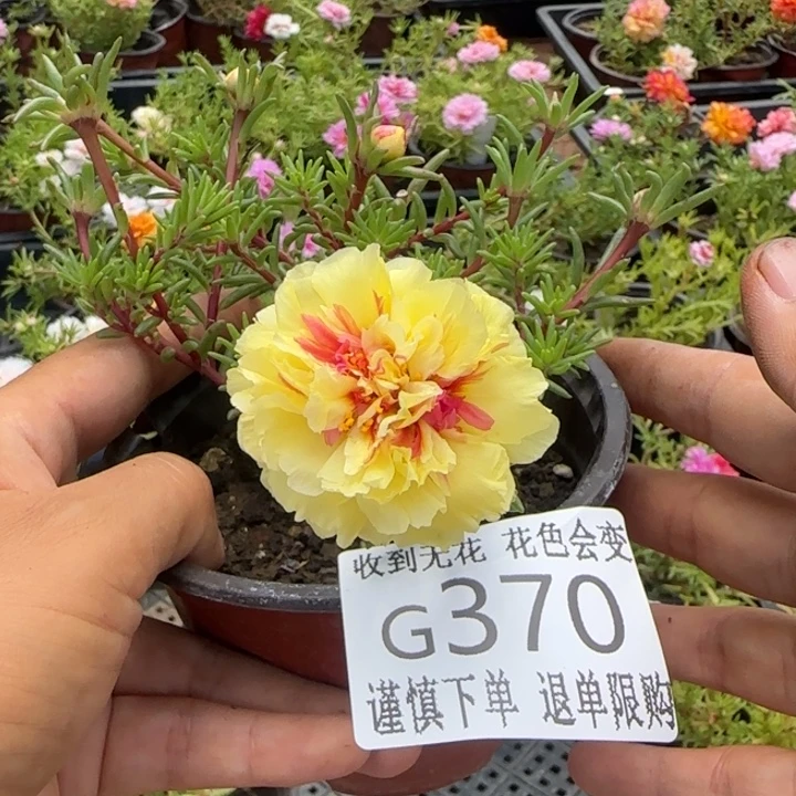 无花朵G370超小苗盆口10cm可能有虫