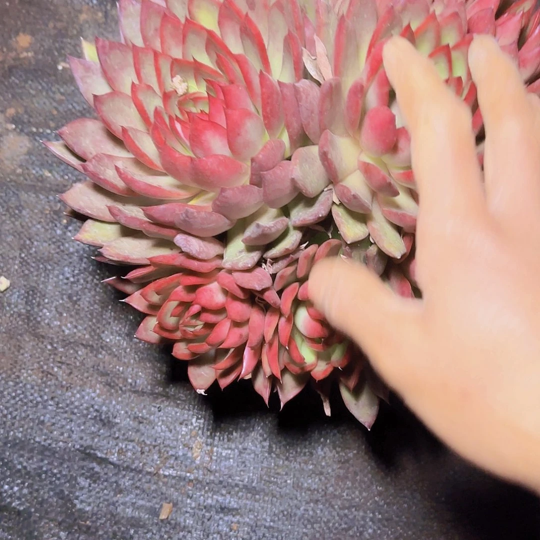 盆栽野马东云多肉