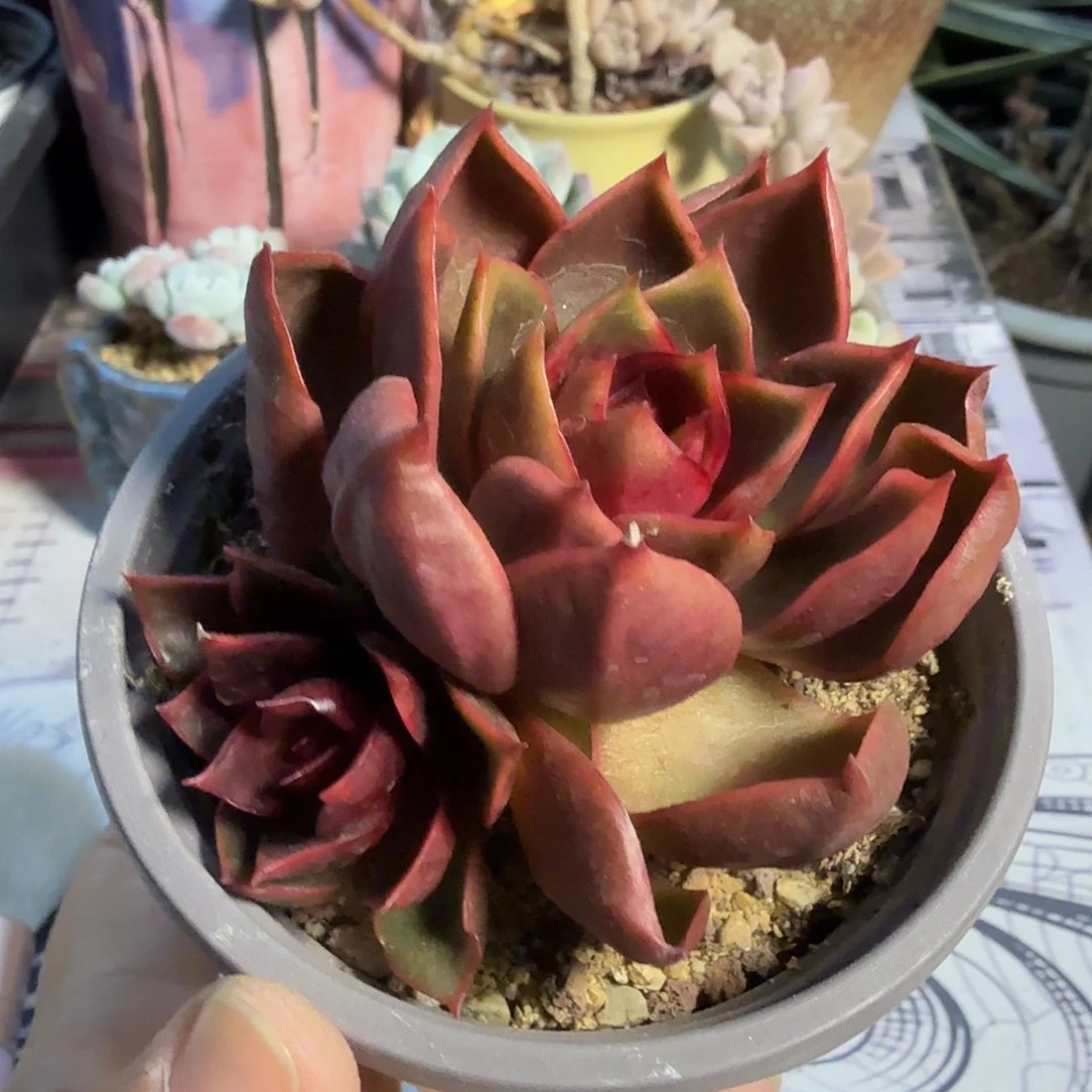 283双头红灯满20包邮