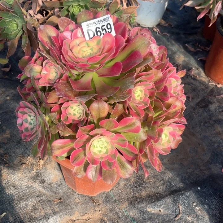 爱**延香妃659多肉111111