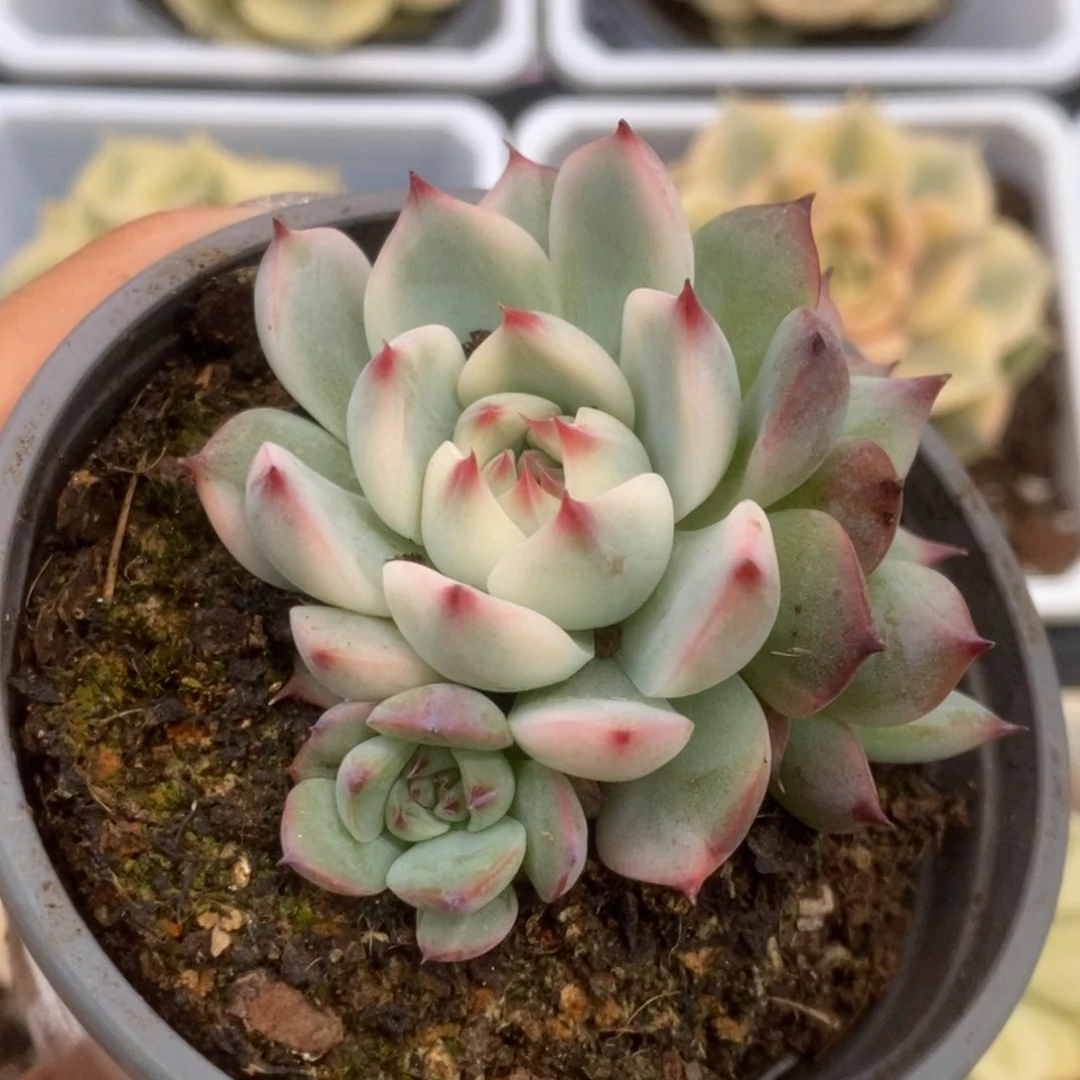 077锦锦锦锦锦锦锦锦锦