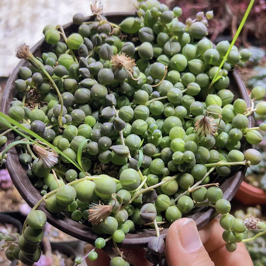 佛珠19包邮多肉植物