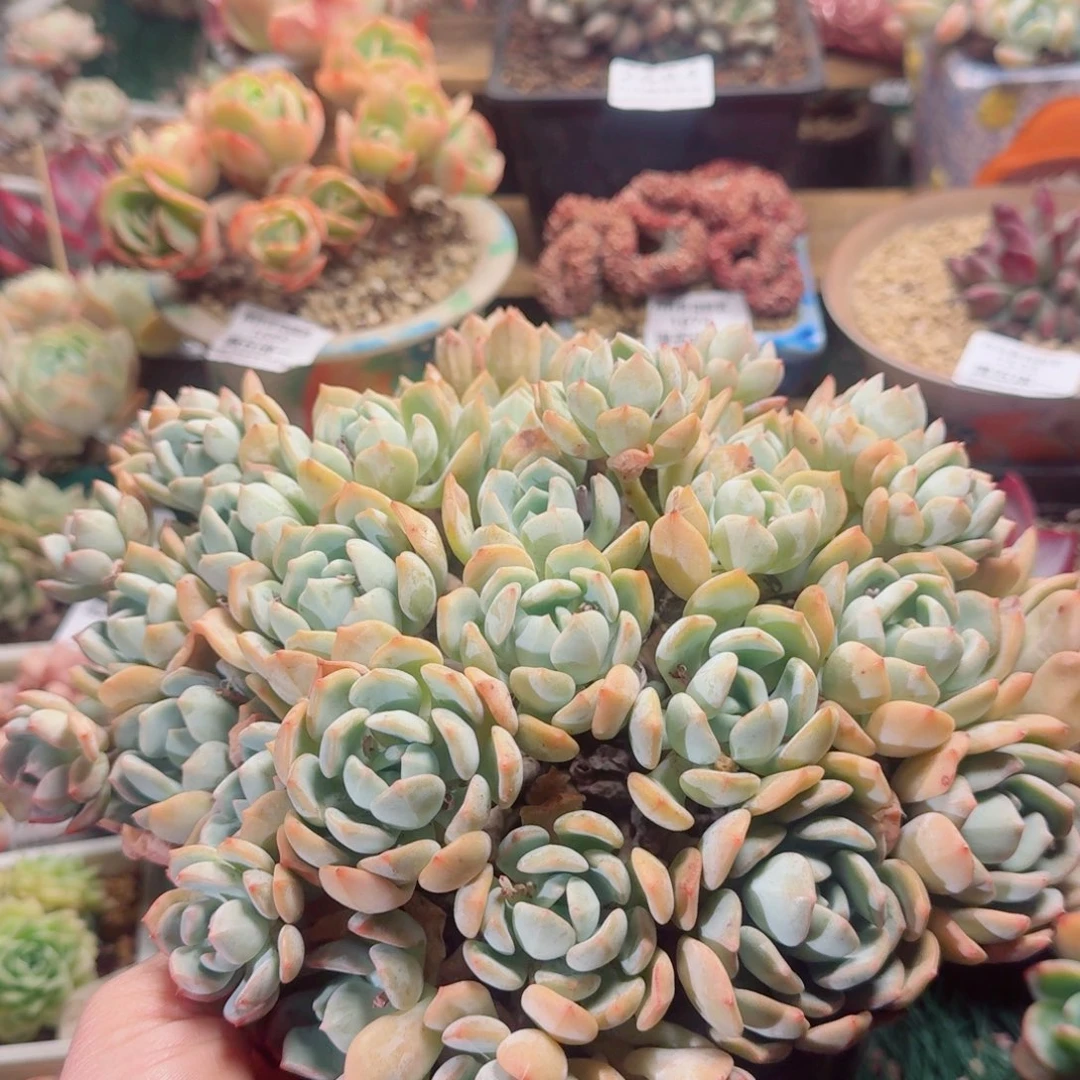 2594一物一拍（满28包邮）