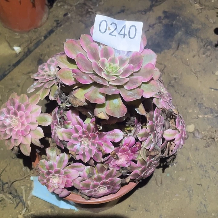 多肉植物法师240红铜白