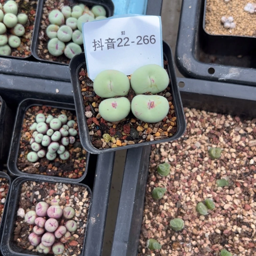 八***曼22-266肉锥多肉植物