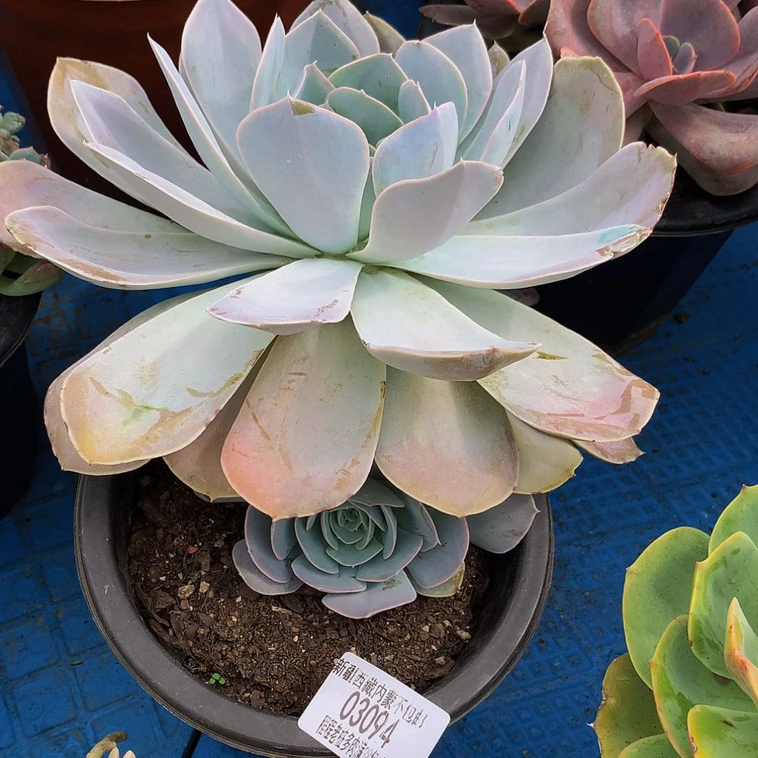 芳***菲蓝石莲03094吨肉多亩