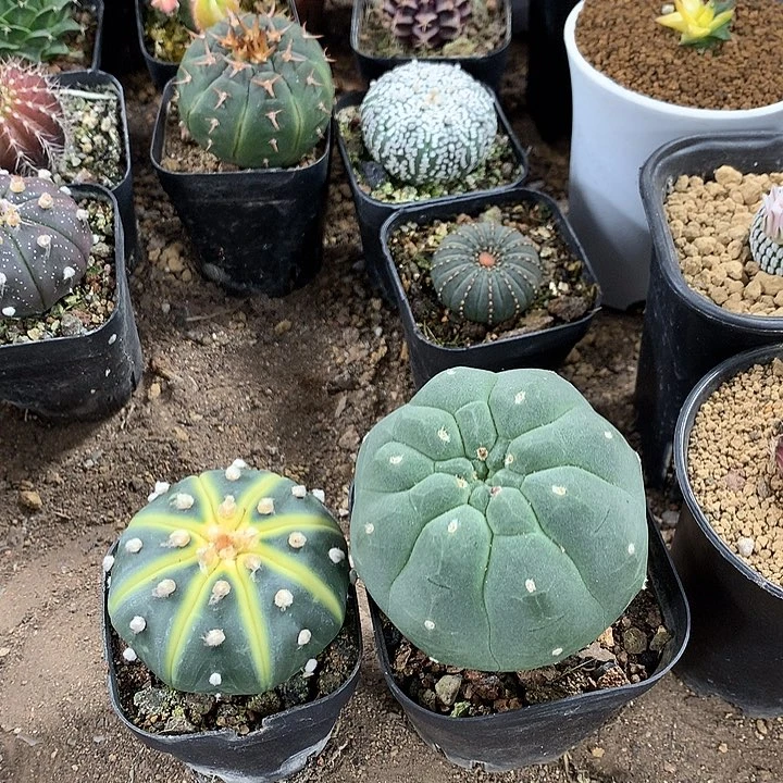 12873684368568556856856