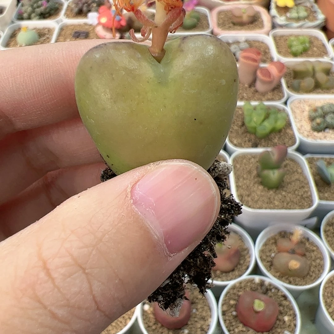 【闪购商品】313 将杂