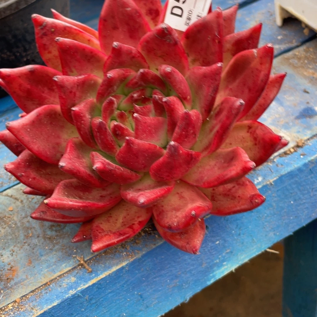 无花朵若如东云单拍D550