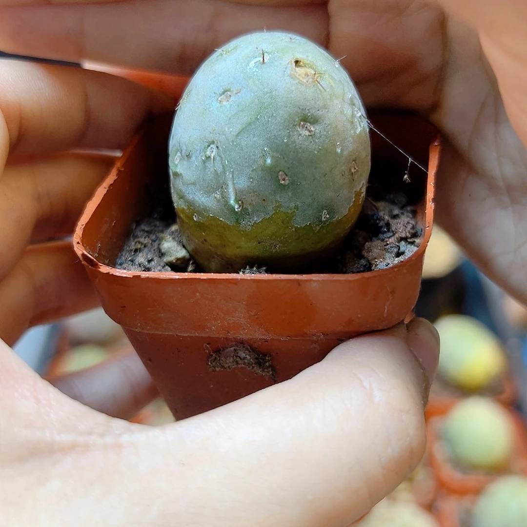 自根单头习自野3公分带盆